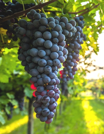 Vins de Catalunya